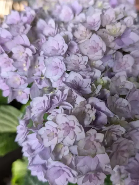 HORTENTIA-MACROPHYLLA-1 HORTENTIA-MACROPHYLLA-1