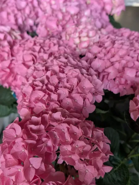 HORTENTIA-MACROPHYLLA-2 HORTENTIA-MACROPHYLLA-2