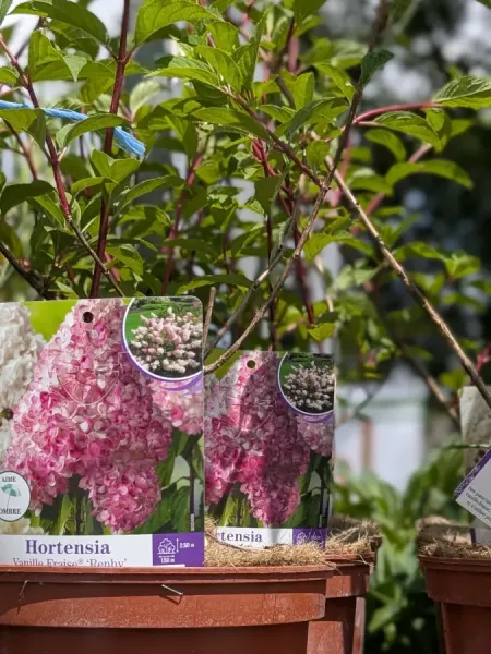 HORTENTIA-VANILLE-FRAISE HORTENTIA-VANILLE-FRAISE