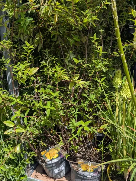 HYPERICUM-HIDICOTE HYPERICUM-HIDICOTE