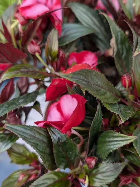 IMPATIENS-DE-GUINEE IMPATIENS-DE-GUINEE