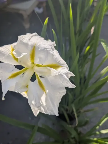 IRIS IRIS