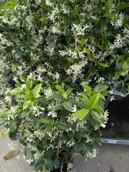 JASMIN-ETOILE JASMIN-ETOILE