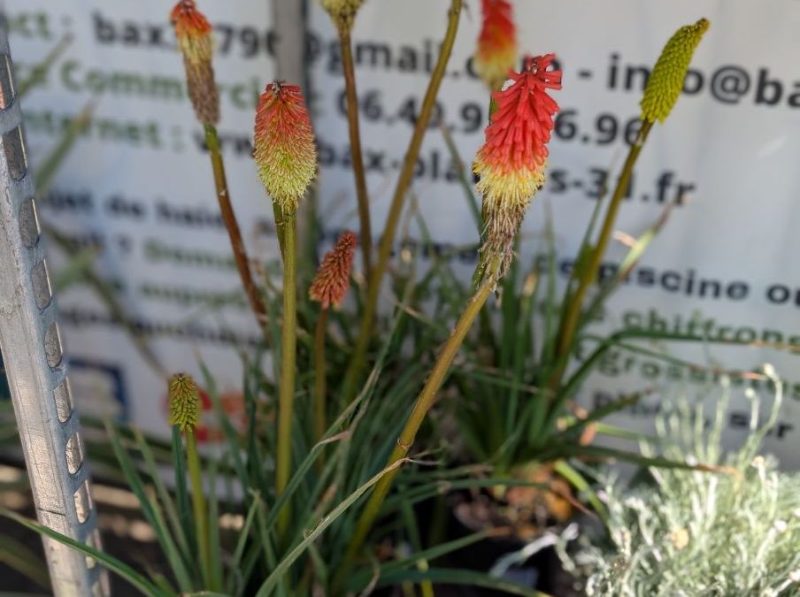 KNIPHOFIA-TISON-DU-DIABLE
