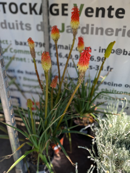 KNIPHOFIA-TISON-DU-DIABLE KNIPHOFIA-TISON-DU-DIABLE