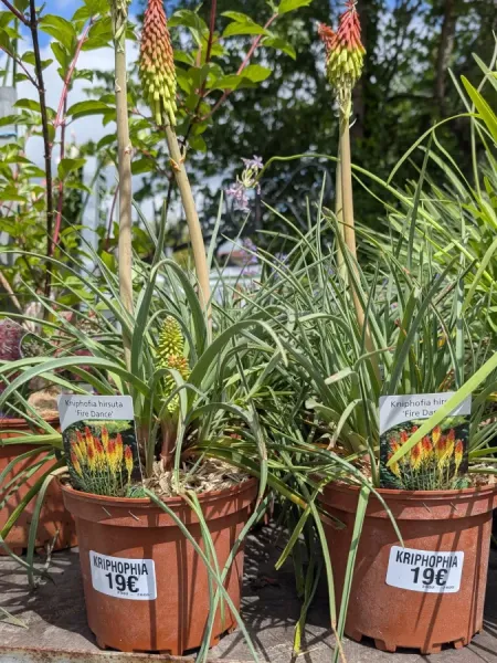 KNIPHOFIA KNIPHOFIA