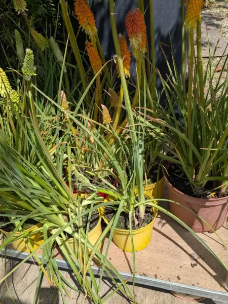 KNIPHOPIA KNIPHOPIA