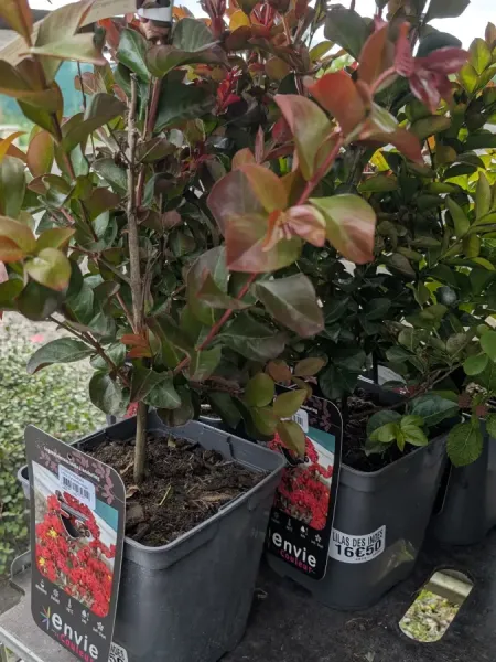 LAGERSTROEMIA-DYNAMITE LAGERSTROEMIA-DYNAMITE