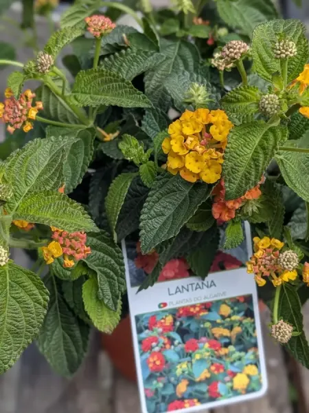 LANTANA LANTANA