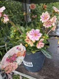 LEWISIA