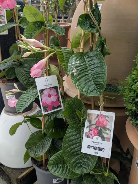 MANDEVILLA MANDEVILLA