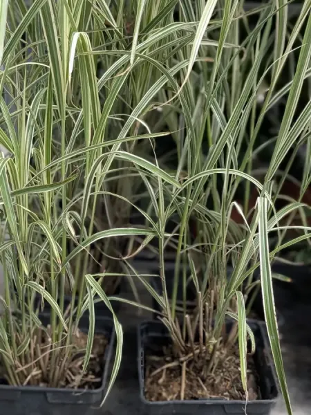 MISCANTHUS-VARIEGATA MISCANTHUS-VARIEGATA