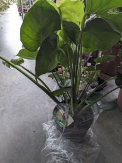 MONSTERA-DELICIOSA