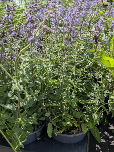 NEPETA NEPETA