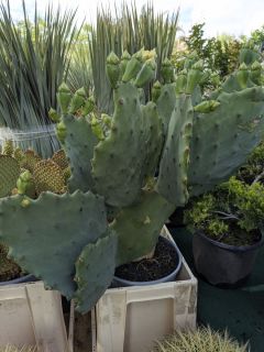 OPUNTIA-CACTUS-EXTERIEUR