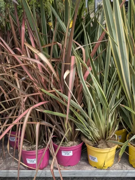 PHORMIUM-DIVERS PHORMIUM-DIVERS