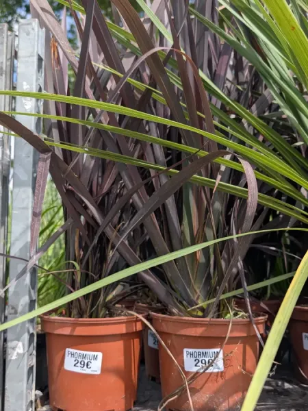 PHORMIUM-XL PHORMIUM-XL