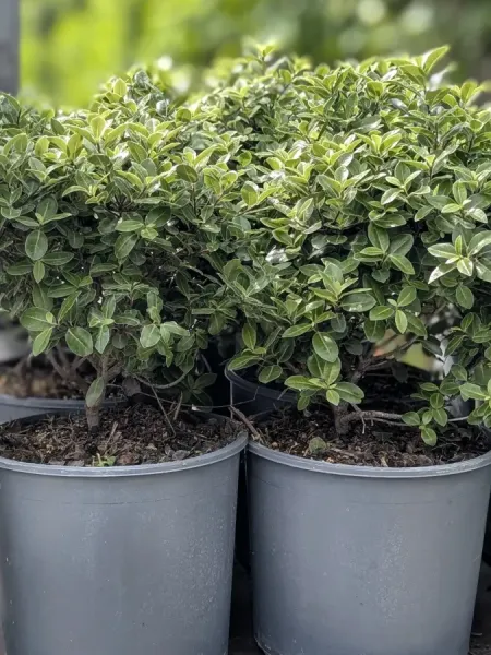PITTOSPORUM-TENUIFOLIUM-GOLF-BALL PITTOSPORUM-TENUIFOLIUM-GOLF-BALL