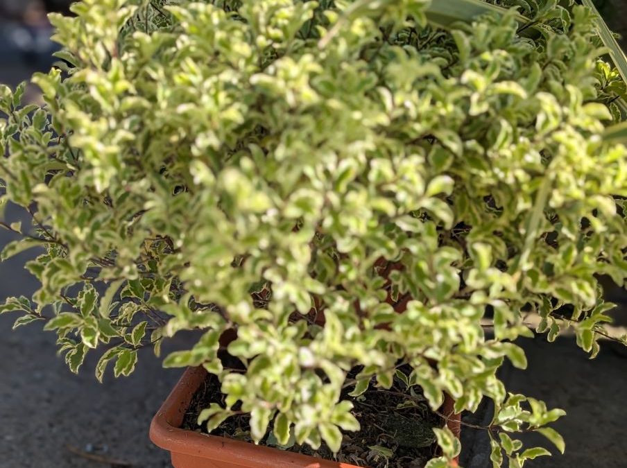 PITTOSPORUM