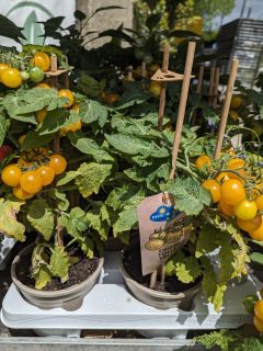 POTAGER-TOMATE CERISE