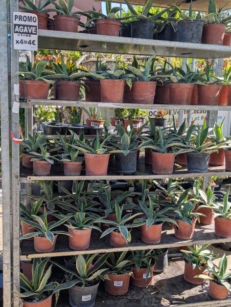 ARRIVAGE AGAVE PROMO DESTOCKAGE