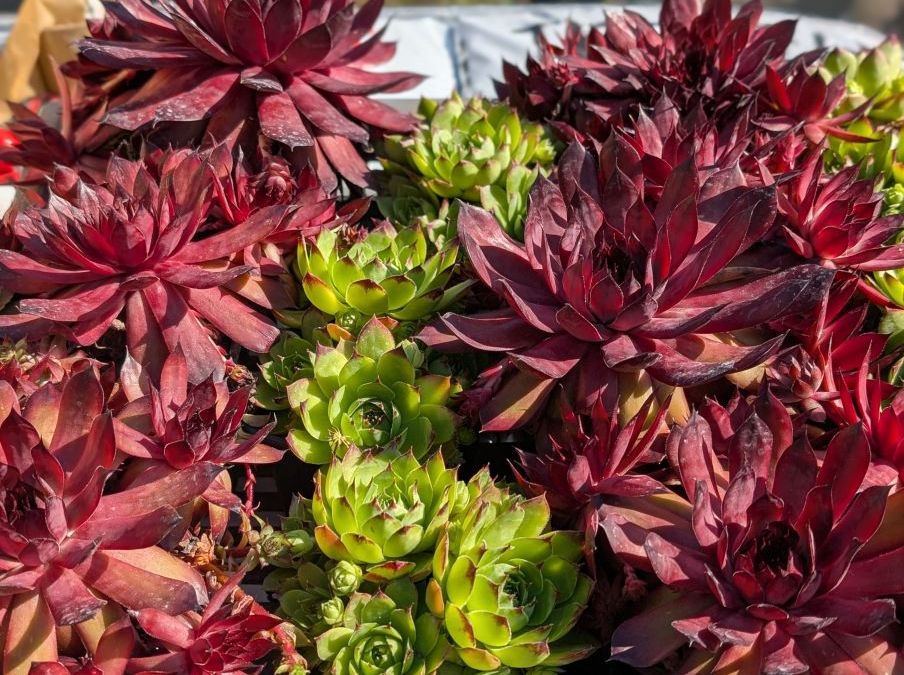 SEMPERVIRENS COUVRESOL