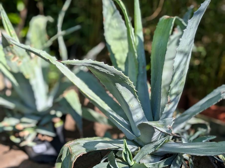 AGAVE