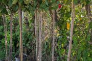 PHOTINIA SUR TIGE