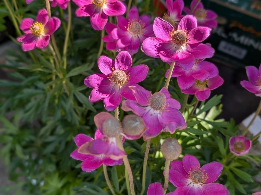 ANEMONE SPRING PINK BEAUTY