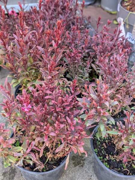 GAURA ROSE GAURA ROSE