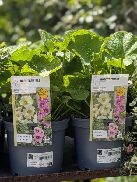 ROSE-TREMIERE-ALCEA ROSE-TREMIERE-ALCEA