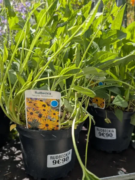 RUDBECKIA-GOLDSTRUM RUDBECKIA-GOLDSTRUM