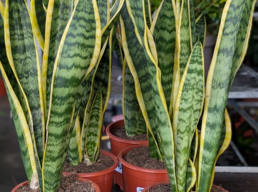 SANSEVERIA