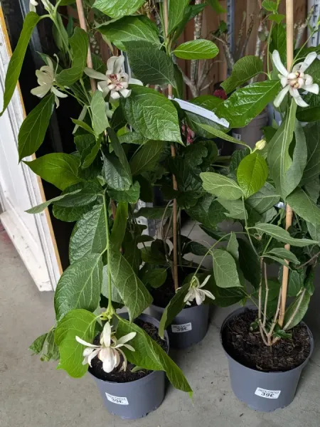 SINOCALYCANTHUS-RAULSTONII-VENUS SINOCALYCANTHUS-RAULSTONII-VENUS