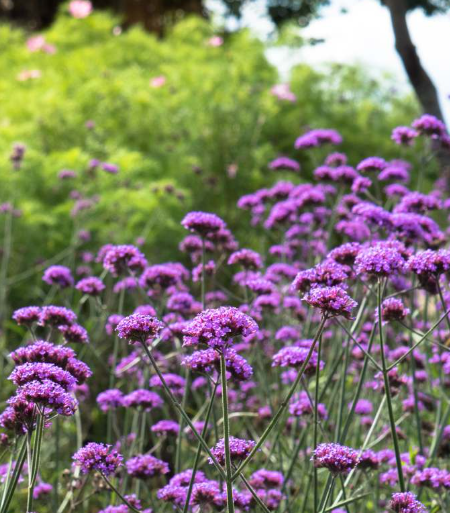 VERVEINE-DE-BUENOS-AIRES VERVEINE-DE-BUENOS-AIRES