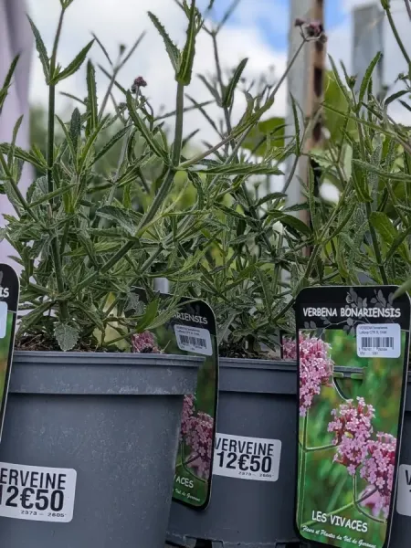 VERVEINE-DE-BUENOS-AIRES VERVEINE-DE-BUENOS-AIRES