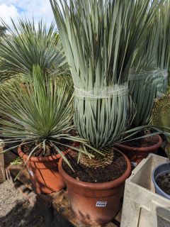 YUCCA-ROSTRATA-BLEU