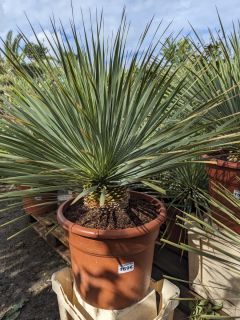 YUCCA-ROSTRATA-EXTRA