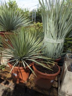 YUCCA-ROSTRATA