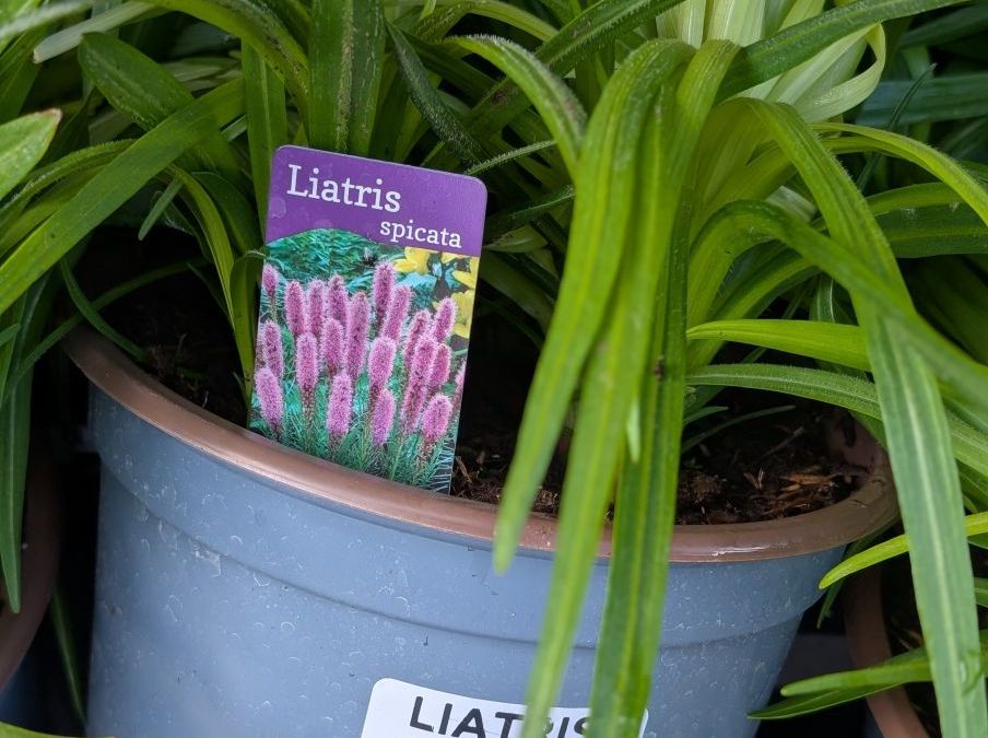 liatris-1