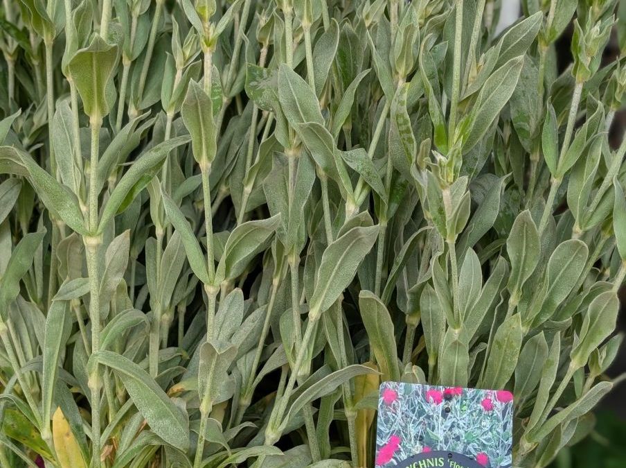 lychnis-flos-jovis-oeillet-de-jupiter-3