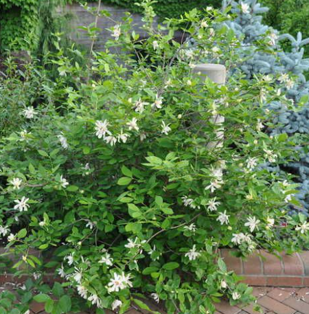 sinocalycanthus-raulstonii-venus-1 sinocalycanthus-raulstonii-venus-1