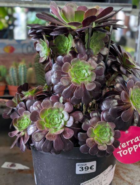 AEONIUM-XL AEONIUM-XL