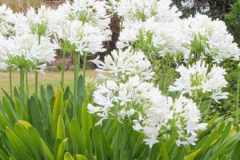 AGAPANTHE-BLANCHE 16€