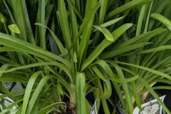 AGAPANTHE-EXTRA