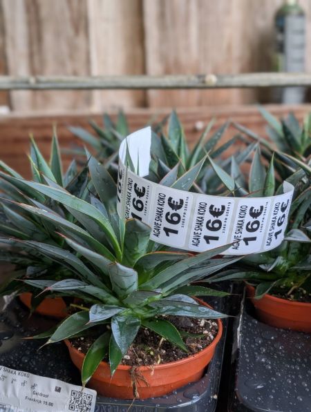 AGAVE-SHAKA-KOKO AGAVE-SHAKA-KOKO