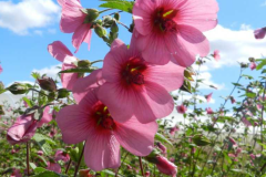 ANISODONTEA-EL-RAYO-1