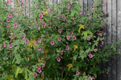 ANISODONTEA-EL-RAYO-2