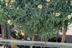 ANTHEMIS-SUR-TIGE-1