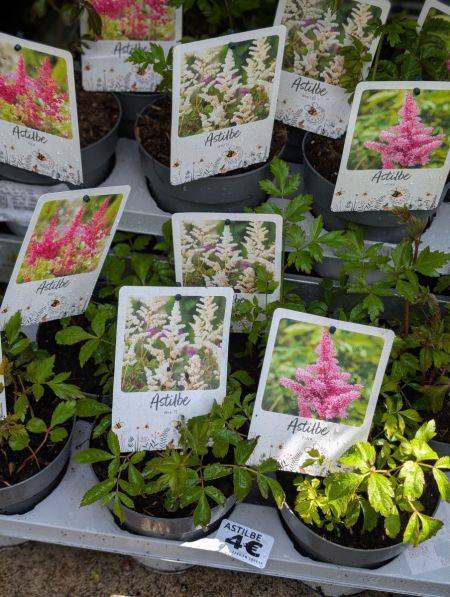 ASTILBE ASTILBE